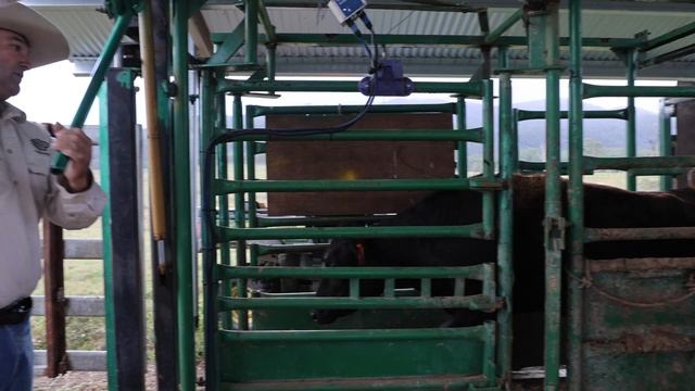 Darren & Melanie Hamblin ‘Strathdale Wagyus’ Sarina Qld смотреть онлайн