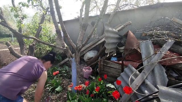 Дела на огороде// Побелка деревьев смотреть онлайн