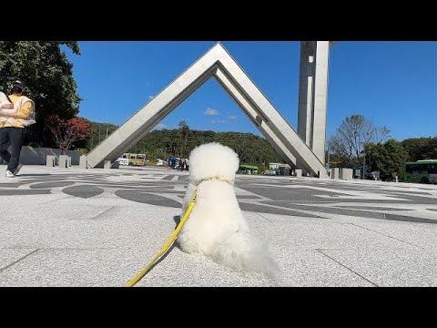 서울 대학교에 천재 강아지가 왔다 смотреть онлайн