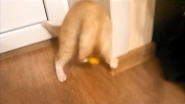CAT: играем :D смотреть онлайн
