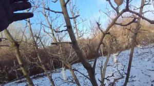 Чашей или ярусной формировкой яблоня.  Мое мнение.  Принцип омоложения.