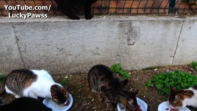 The Poor Cat Is Hungry And Won't Stop Eating Bread | Lucky Paws смотреть онлайн