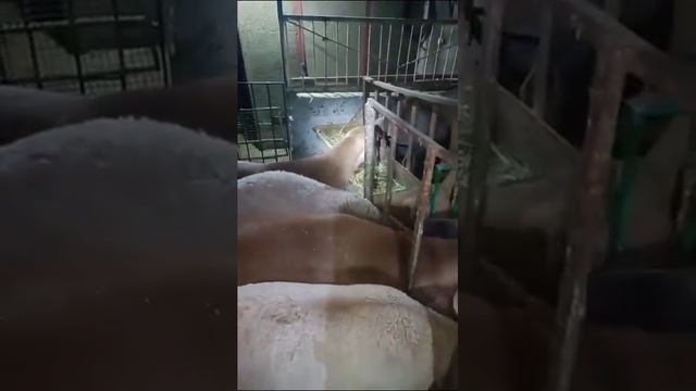 Продаю ярок, возраст 5 месяцев, цена по 50 тысяч сом. +996550662077 смотреть онлайн