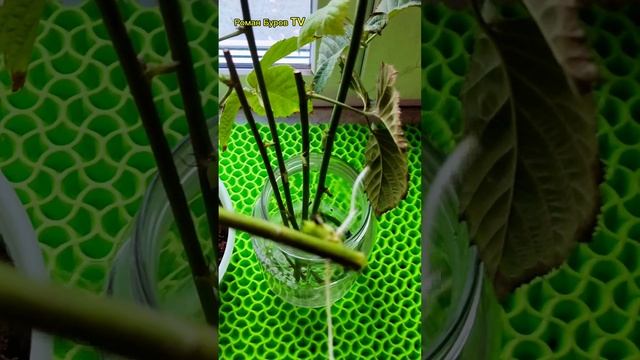 КАК УКОРЕНИТЬ ЧЕРЕНКИ ЕЖЕВИКИ В ВОДЕ смотреть онлайн