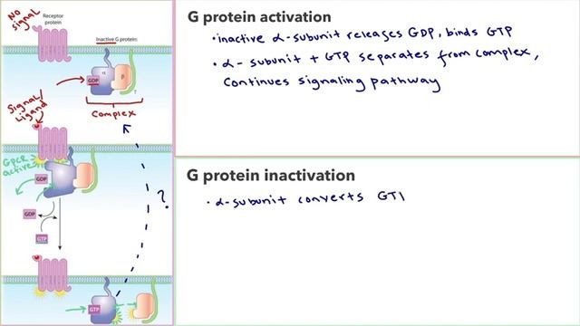 How do we inactivate the G protein and turn off the signaling pathway default? смотреть онлайн