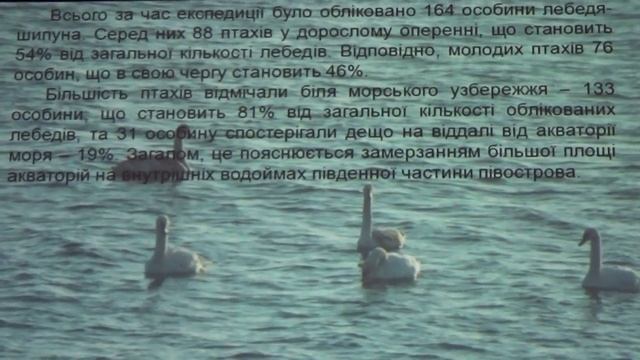 Учеты Лебедей на Юге Крымского полуострова смотреть онлайн