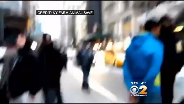 CBS News Covers Bleach Attack on Fur Protestors смотреть онлайн