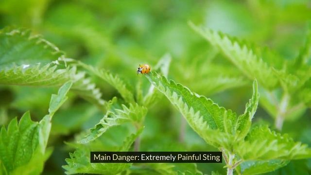 The 8 Most Dangerous Insects in the World смотреть онлайн