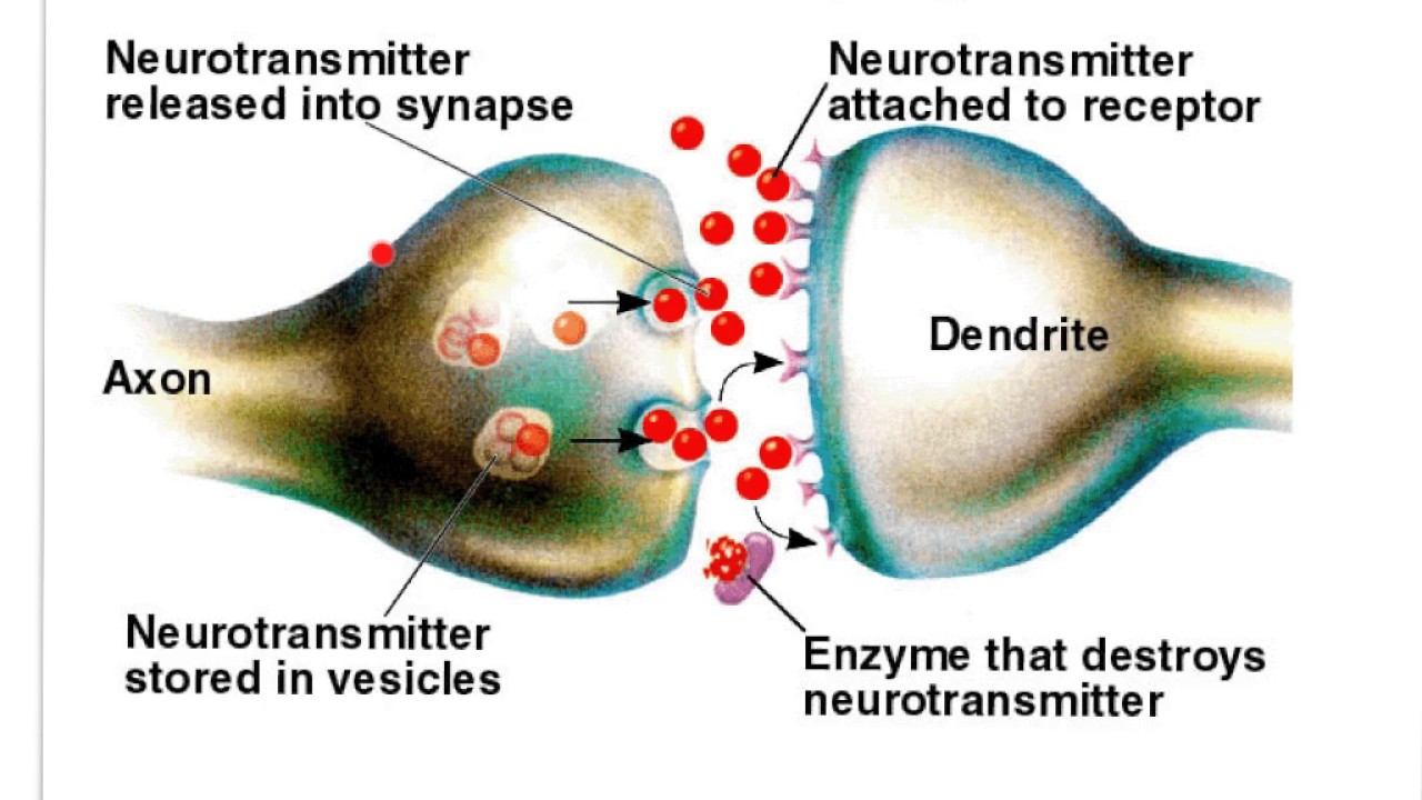 IB Bio - Human Physiology Part XIII (Neurons, Synapses C) смотреть онлайн
