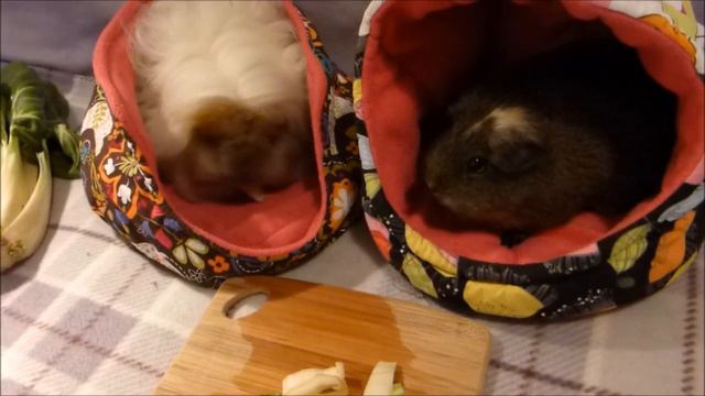 Guinea Pigs and Chard: If and When to Feed This Vegetable! смотреть онлайн