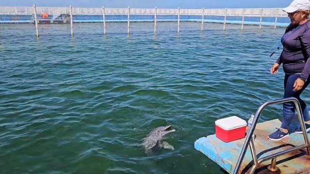 🇨🇺Varadero Delfinario-шоу с дельфинами смотреть онлайн
