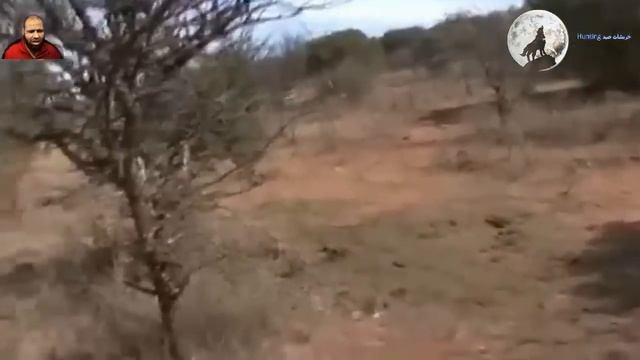 الأسد والجاموس الأفريقي لا يستسلمان للصيادين 😱🔥👍👌 الجزء 1 смотреть онлайн