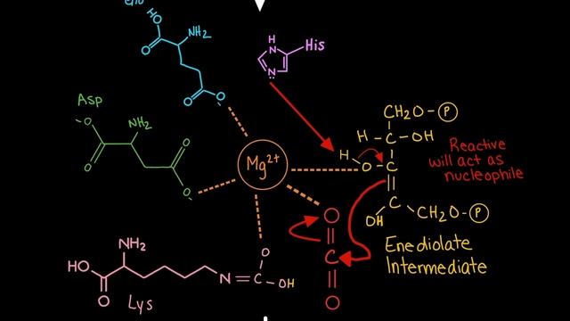 RuBisCO Carboxylation Mechanism In The Calvin Cycle | Biochemistry