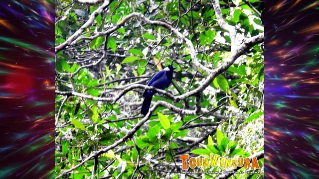 Flora y fauna TourVentura Colombia смотреть онлайн