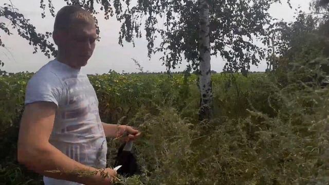 КАС-81. Заготовляємо полинь та хвою для КАС-81 від нозематозу та кліща. Готуємо бджолосімї до зими. смотреть онлайн