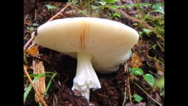 Nature Mimicry: Guided Movement for Agents of Cultural Change смотреть онлайн