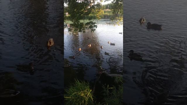 Летний вечер на реке Везёлке, Белгород. смотреть онлайн