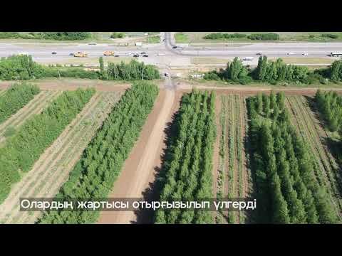 ЖАСЫЛ БЕЛДЕУ – ЕЛОРДАНЫҢ "ӨКПЕСІ" смотреть онлайн