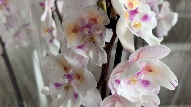 Орхидеи на продажу. Наличие. смотреть онлайн