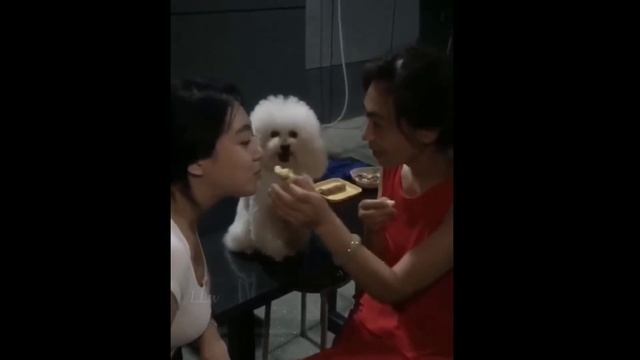 Смешные моменты. Пожалуйста, не пытайтесь выполнять какие-либо действия из этого видео 🔥 смотреть онлайн