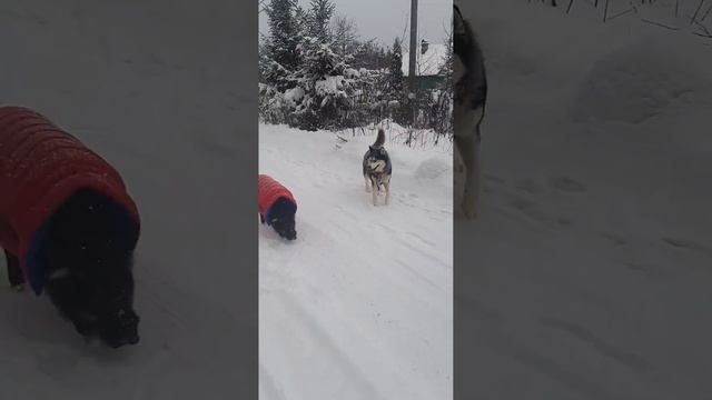 Кабан и Хаски. Танец и дружба. смотреть онлайн