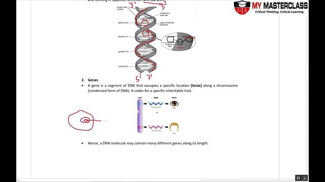 Lower Sec IP Biology: Molecular Genetics - DNA and Central Dogma смотреть онлайн