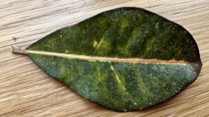 №81. Вредители и болезни комнатных растений. Чем и как обрабатывать. Список препаратов.