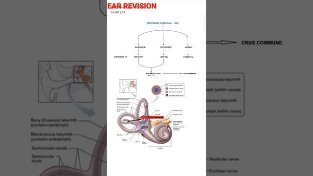 #mbbs #otolaryngology Semicircular canal смотреть онлайн