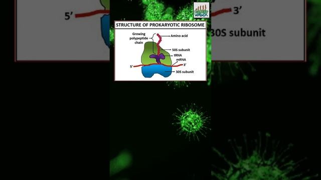 Ribosomes in prokaryotes NCERT NEET 2023 смотреть онлайн