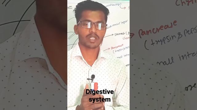 Human digestive system/short video/ real##9, 10 class# Rbse hindi medium## смотреть онлайн