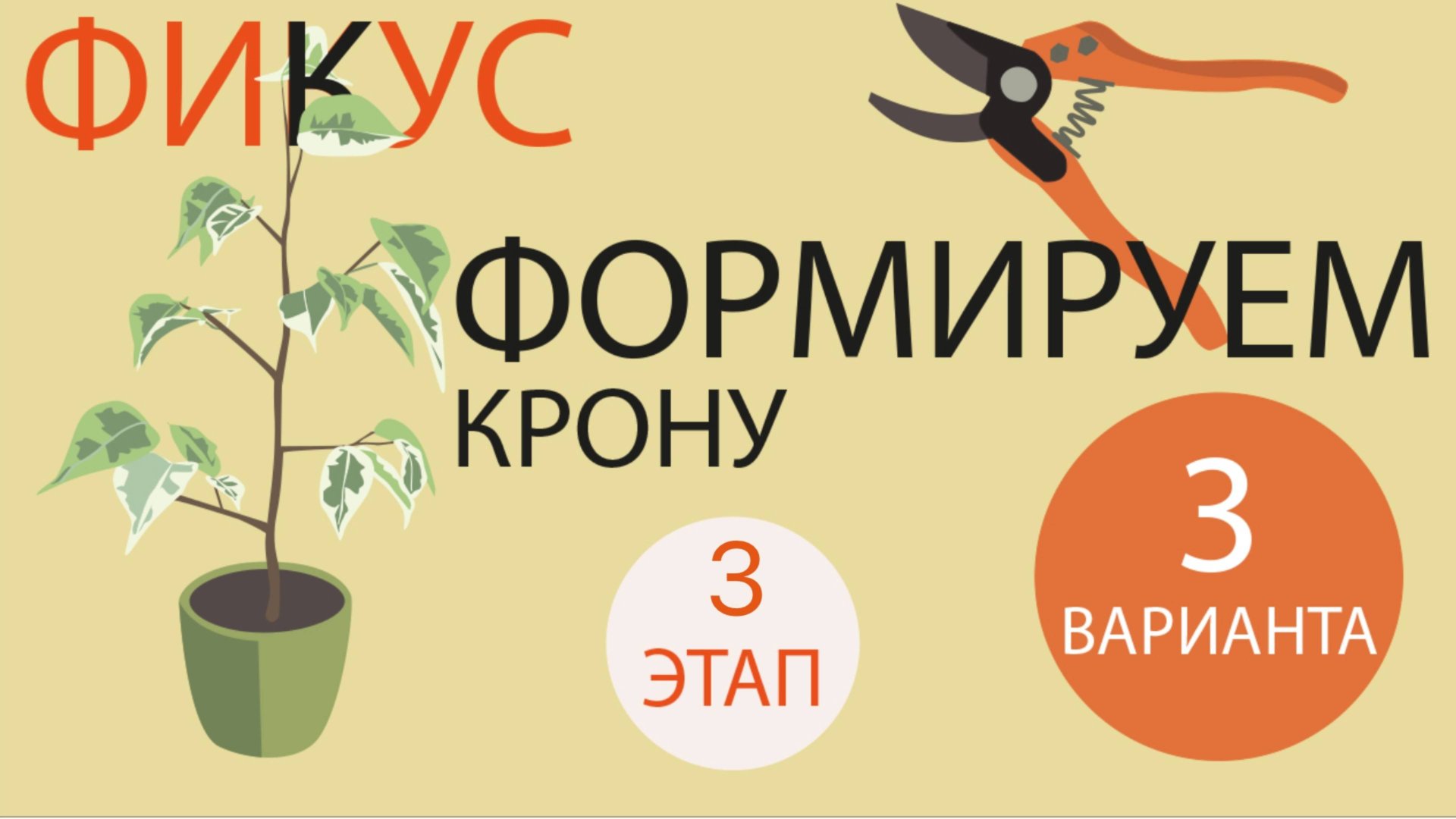 №79. Фикус Бенджамина. Формируем 3 вида кроны. Этап 3. Пересадка и легкая обрезка. смотреть онлайн