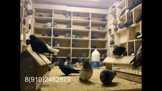 Питомник голубей "Priora". Николаевские голуби смотреть онлайн