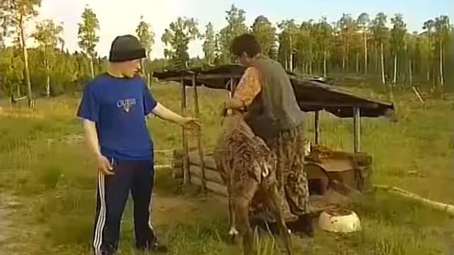 Вакцинация оленей от сибирской язвы в Красноселькупском районе смотреть онлайн
