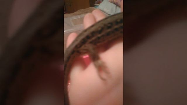Ящерицы смотреть онлайн