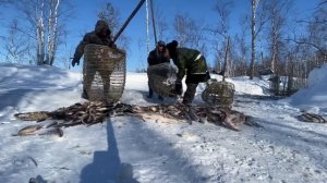 Нашли ЗАМОР на речке. Очень много рыбы 👀, рыба задыхается