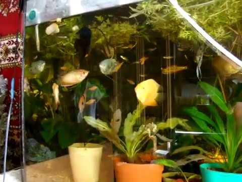 Ложный дискус или цихлозома северум смотреть онлайн