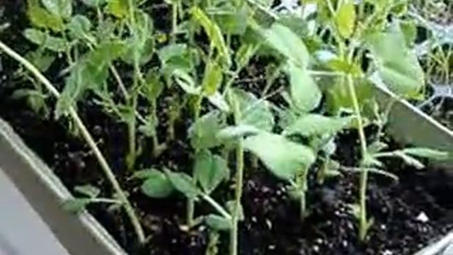 GROWING GREENS INDOORS - USED MOON PHASE PLANTING смотреть онлайн