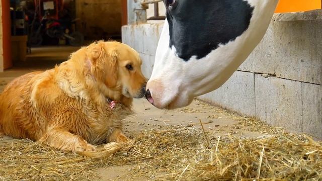 ЗВУКИ ДЕРЕВНИ ПОМОГАЮТ РАССЛАБИТЬСЯ,СНЯТЬ НЕРВНОЕ НАПРЯЖЕНИЕ,УСПОКОИТСЯ.КРЕПКИЕ НЕРВЫ-СПОКОЙНЫЙ СОН смотреть онлайн