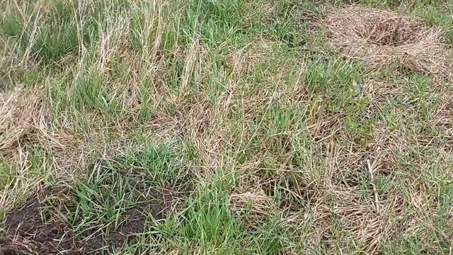 Гледичия - после первой зима в открытом поле смотреть онлайн