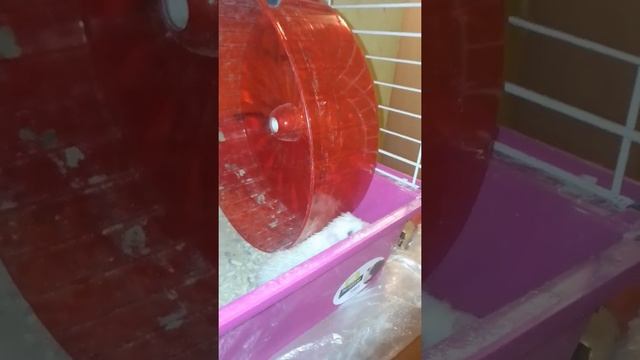 Любопытный ежонок . Утром смотреть онлайн