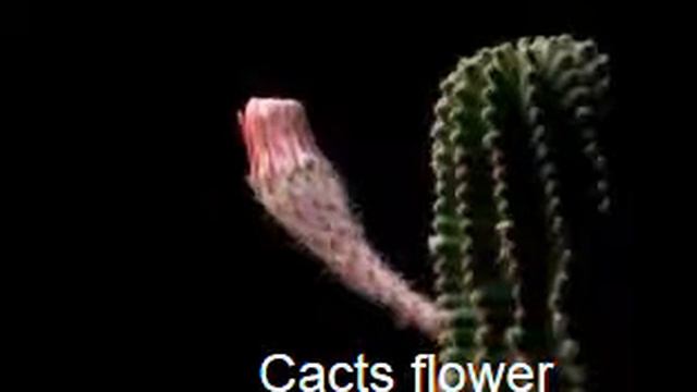 Song of cacts смотреть онлайн