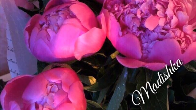 шикарная ❤💥💣 Анжела Алиева - Ингуши 2018 смотреть онлайн