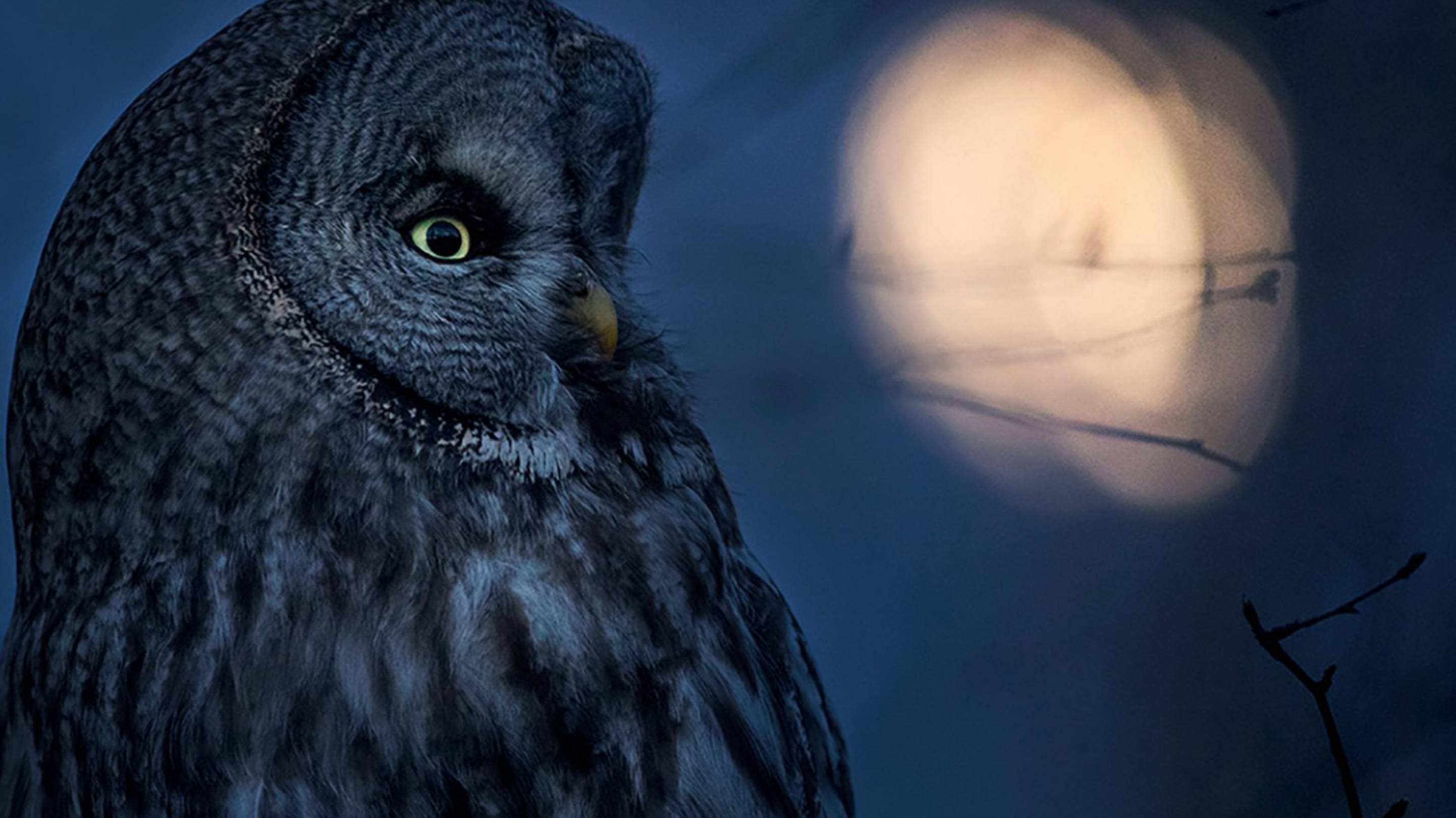 Уральская сова (Длиннохвостая Неясыть, Strix Uralensis)