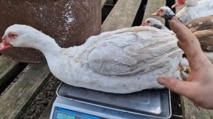 вес мускусных уток и селезней в сравнении ( простые и крупная линия) вес "руанских" уток