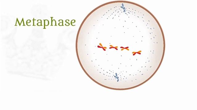 Mitosis | Embryology | Anatomy | Agam Webinars смотреть онлайн