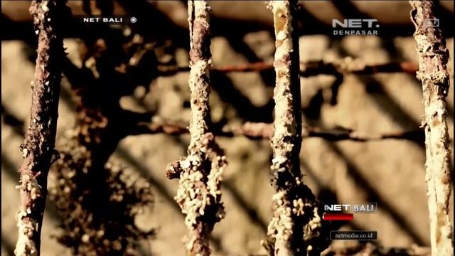 NET. BALI | INDIE CLIP | ZAT KIMIA - Euforia Ku Hampa смотреть онлайн
