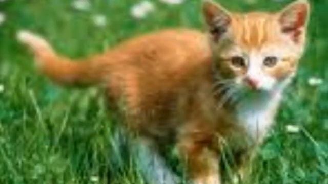 warrior cat videos смотреть онлайн