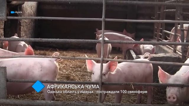 Одесская область возглавляет рейтинг распространения АЧС смотреть онлайн