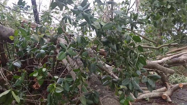 циклон. последствия в Гоа(2) смотреть онлайн