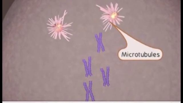 MITOZA SINHRONIZIRANO смотреть онлайн